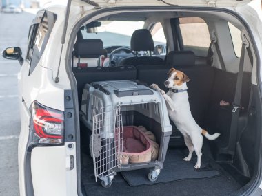 Jack Russell Terrier Araba Bagajında Seyyar Taşıyıcı Köpeği