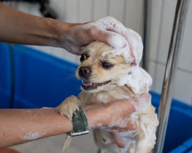 Bakımda sevimli bir Pomeranian. Köpek duşta.