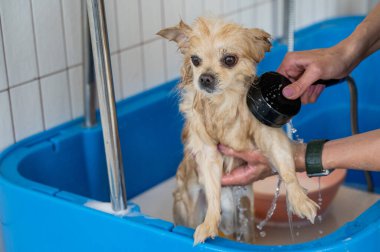 Bakımda sevimli bir Pomeranian. Köpek duşta.