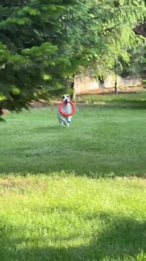 Jack Russell Terrier köpeği Çekiciyle oynuyor