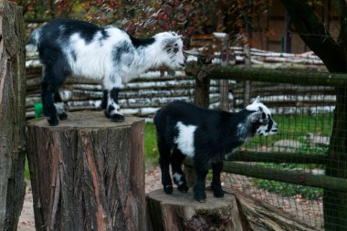 Küçük keçiler oyun bahçelerinde oynuyorlar.