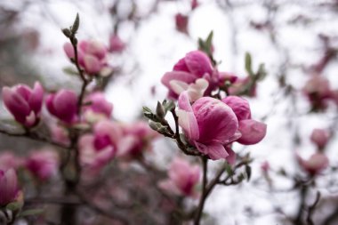 Baharda pembe manolya