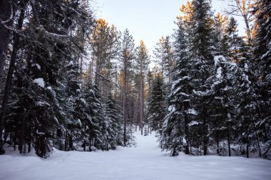 Algonquin Park 'ta kış perisi ormanı