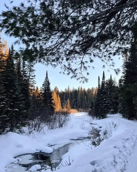 Parkta bir nehir olan karlı çayır.