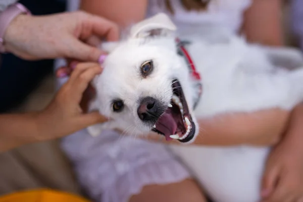 İnsan ellerinde komik bir köpek