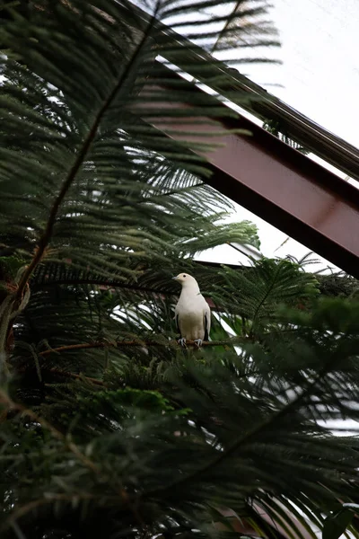 Şehrin yağmur ormanlarındaki ağaçtaki beyaz kuş.
