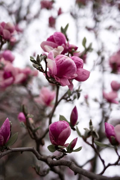 İlkbaharda bir dalda açan manolya çiçekleri.