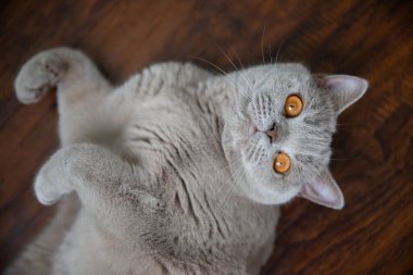 İngiliz kısa boylu kedisi yerde yatıyor. 