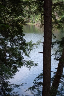 Ormandaki gölde çam ağaçları ve sudaki yansımalar. Algonquin Parkı, Kanada