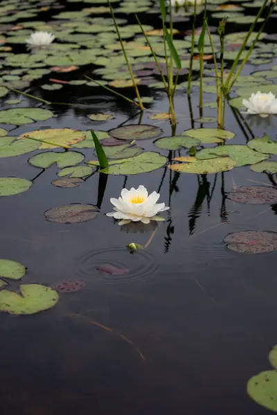 Arka planda yeşil yapraklar olan bir gölde beyaz su zambağı. Algonquin Parkı, Kanada