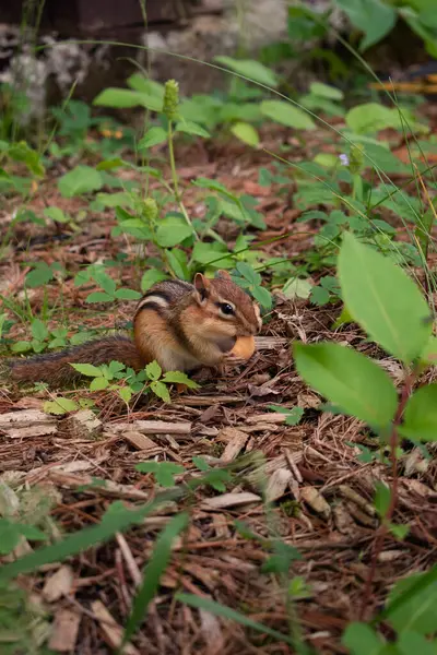 Sincap ormanda yerde fındık yiyordu. Ontario, Kanada