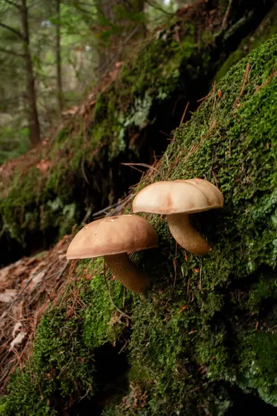 Sonbahar ormanında yosunlu bir kütükte mantarlar yetişiyor. Algonquin Parkı, Kanada
