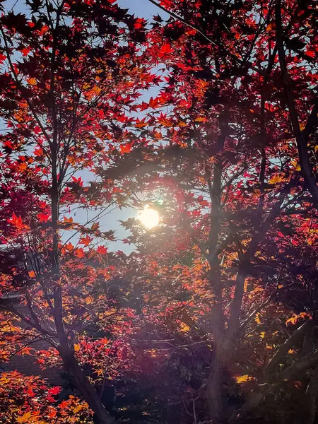 Ormanda sonbahar yaprakları, güneş ışınları ve mercek parlamaları. Kanada