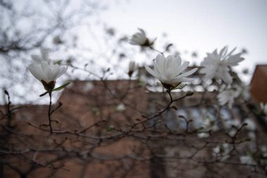 Baharda ağaç dalında beyaz manolya çiçekleri, seçici bir odak noktası. Toronto, Kanada