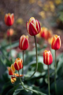 Güzel bir buket lale. Baharda laleler, renkli laleler.