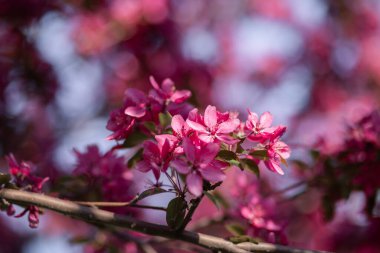 İlkbaharda açan bir ağacın dalında pembe çiçekler..
