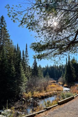 Algonquin Ulusal Parkı, Ontario, Kanada 'daki Çam Ormanı ve Nehir.