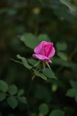 Bahçede pembe gül çiçeği. Seçici odak ve alanın sığ derinliği.