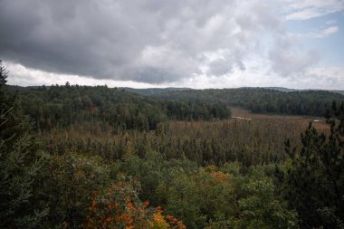 Ormanda sonbahar manzarası. Yukarıdan ormanın manzarası. Algonquin Parkı, Kanada.