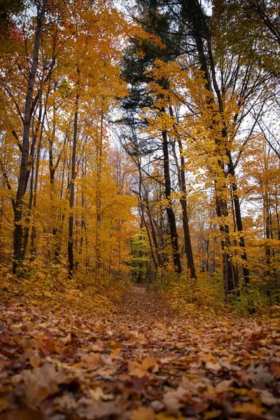 Sonbahar ormanında sarı yapraklı patika. Güzel sonbahar manzarası. Toronto, Kanada. 