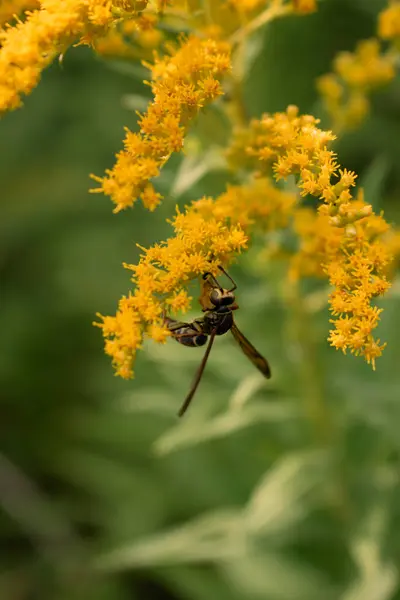 Altın çiçek üzerindeki eşekarısı. Yakın plan. Ontario, Kanada.