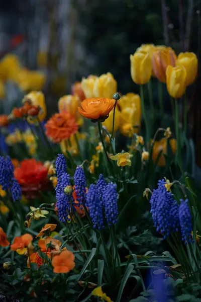Bahçede renkli laleler ve üzüm sümbülleri. Toronto, Kanada.