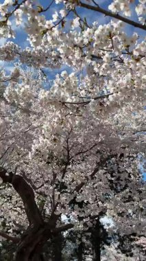 Kanada 'da ilkbaharda kiraz çiçekleri açar.