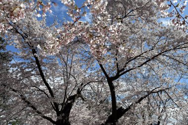 Arka planda mavi gökyüzü olan kiraz çiçekleri tam çiçeklenmiştir. Toronto, Kanada.