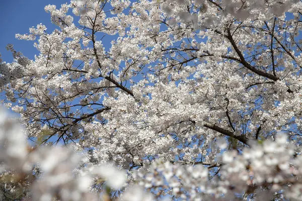 İlkbaharda mavi gökyüzü ile birlikte kiraz çiçeği açar. Yüksek Park, Toronto.