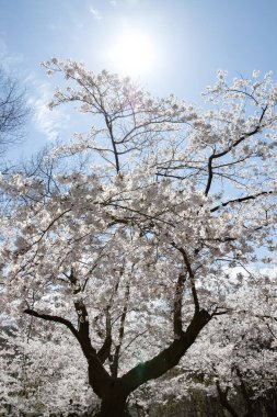 İlkbaharda mavi gökyüzü ile birlikte kiraz çiçekleri açar. Yüksek Park, Toronto.