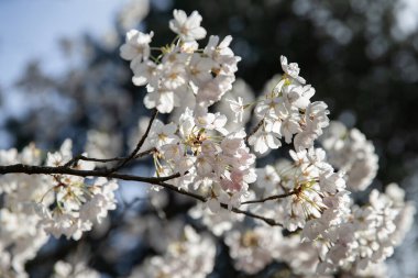 İlkbaharda şehir parkında kiraz çiçekleri açar. Yüksek Park, Toronto.