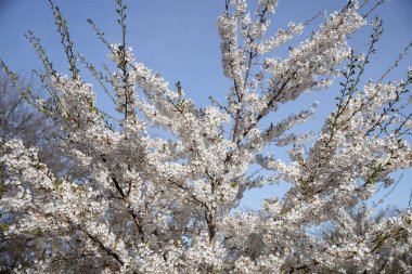 Baharda kiraz çiçeği, beyaz çiçeklere yakın çekim. Yüksek Park, Toronto.
