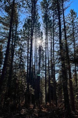 Ormanda çam ağaçları, dalların arasından güneş parlıyor. Algonquin Parkı, Kanada.