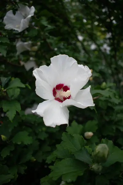 Beyaz Hibiscus Çiçeği Bahçede Çiçek açıyor. Toronto, Kanada.