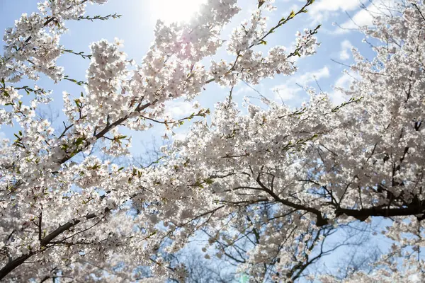 İlkbaharda mavi gökyüzü ve beyaz bulutlarla kiraz çiçekleri açar. Yüksek Park, Toronto.