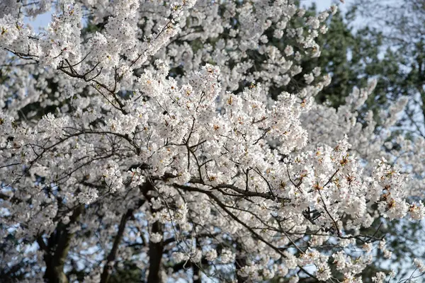 İlkbaharda parkta kiraz çiçekleri açar. Yüksek Park, Toronto.