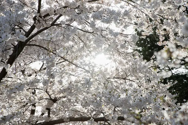 Bulanık bir arka planda çiçek açan kiraz ağacının çiçek açan dalı. Yüksek Park, Toronto.