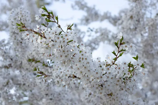Kiraz çiçekleri. Baharda açan bir ağacın dallarında beyaz çiçekler..