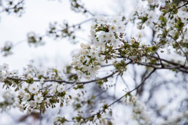 İlkbaharda açan bir ağacın dallarında beyaz çiçekler. Yüksek Park, Toronto.