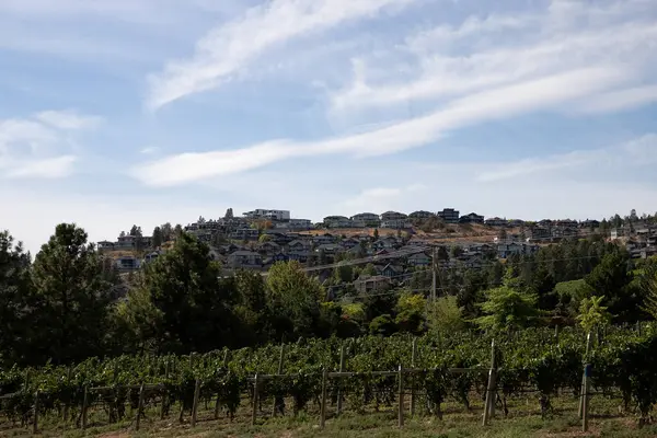 Kelowna 'daki Bıldırcın Kapısı Şaraphanesi' nin tepelerindeki üzüm bağları. British Columbia, Kanada.