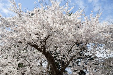 İlkbaharda mavi gökyüzü kiraz çiçeklerini açar. Yüksek Park, Toronto.