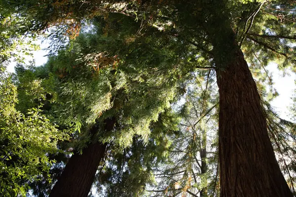 Bahçedeki bir ağacın dalları arasından gökyüzüne bakıyor. Victoria 'daki Butchart Bahçeleri, BC. 