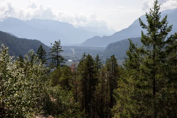 Dağlardaki çam ormanı. Kanada Kayalıkları, Britanya Kolumbiyasında yaz tatili.  