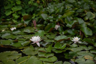 Arka planda yeşil yapraklarla gölde beyaz su zambağı. Ontario, Kanada.