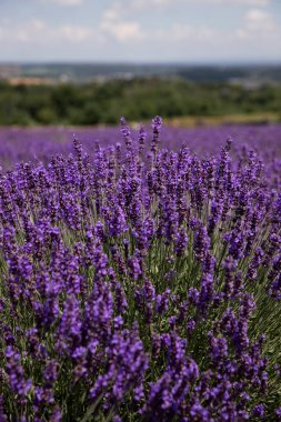 Ontario, Kanada 'daki lavanta tarlası. Yazın lavanta tarlası. 