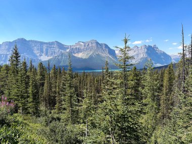 Canadian Rockies, Banff Ulusal Parkı, Alberta, Kanada. Keçiler ve buzullar.