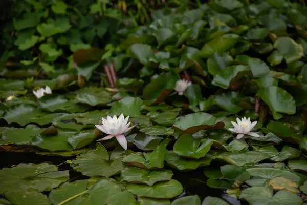 Arka planda yeşil yapraklarla gölde beyaz su zambağı. Ontario, Kanada.