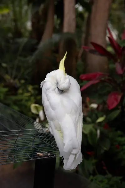 Kakatua galerita, ayrıca sülfür ibikli kakadu olarak da bilinir. Vancouver 'daki Botanik Bahçesi, İngiliz Kolombiyası.