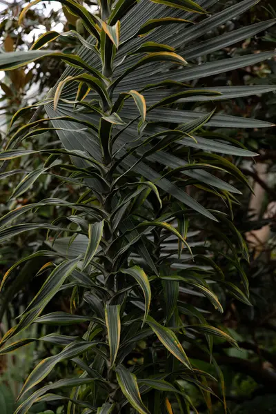 Bromeliad bitkisinin yapraklarının yakın çekimi. Vancouver 'daki Botanik Bahçesi, İngiliz Kolombiyası.
