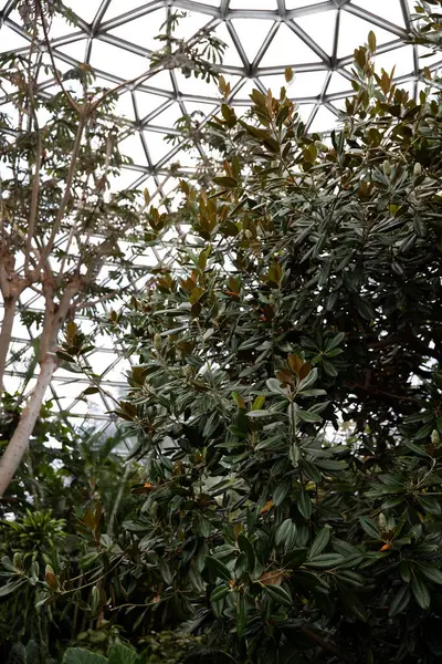 Botanik bahçesindeki yeşil ağaç, Vancouver. Bloedel Konservatuarı, BC. 